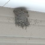 ツバメのふん掃除と巣を守る方法！鳥に人気の我が家